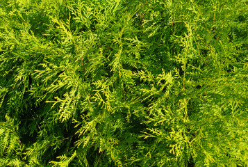 Twigs of green thuja for background