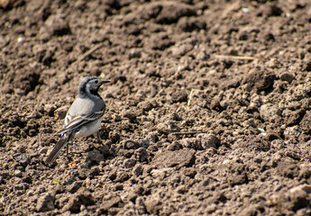 Curious Wagtail jumps along the ground in search of food.