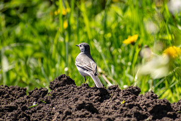 Curious Wagtail jumps along the ground in search of food.