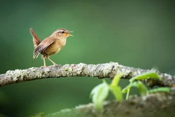 Zelfklevend Fotobehang Eurasian wren, troglodytes troglodyte, singing on bough in spring nature. Wild songbird calling on branch with copy space. Little brown bird sitting on twig with moss from profile. © WildMedia