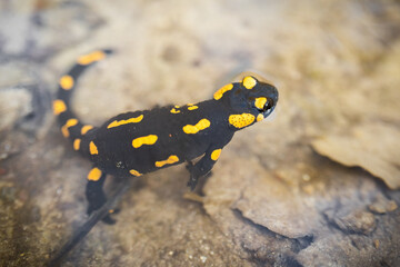 Dangerous fire salamander, salamandra salamandra, sitting in water in spring. Toxic black reptile with yellow spots looking in river. Wild poisonous animal from above.