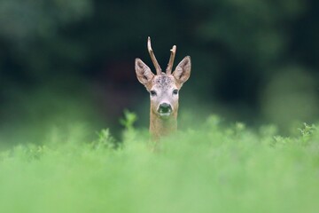 Roe deer, capreolus capreolus, buck peeping from grass in summertime nature. Male animal with antlers looking to the camera on grassland. Wild mammal watching on field from close up.