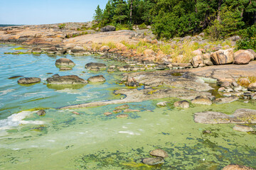 Blue green algae in sea water by the coast of Porkkalanniemi, Kirkkonummi, Finland