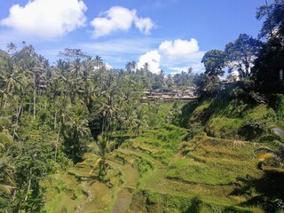 Fototapeta na wymiar Rice terrasse in Bali