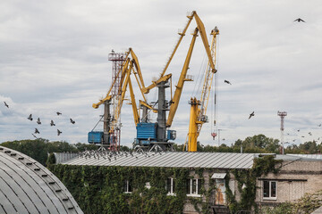 Fototapeta na wymiar Yellow industrial cranes in sea port