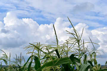 A stormy horizon with blue clouds over a cornfield.