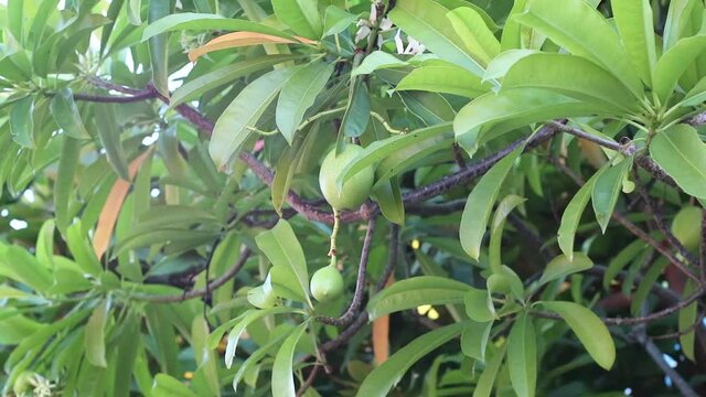 Cerbera manghas