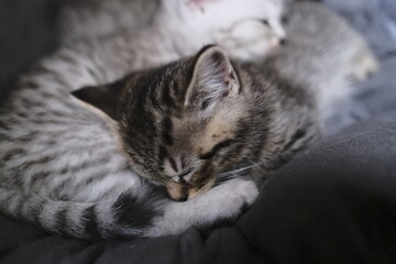 Scottish straight black kitten at home playing with everything