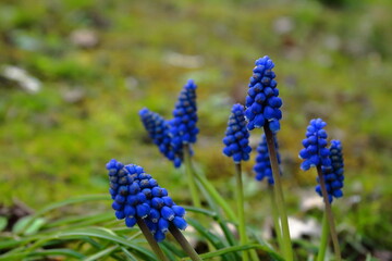 Blooming grape hyacinths (Muscari) in a spring meadow. Vibrant blue flowers in natural setting, ideal for gardening, botany, nature, and seasonal design themes