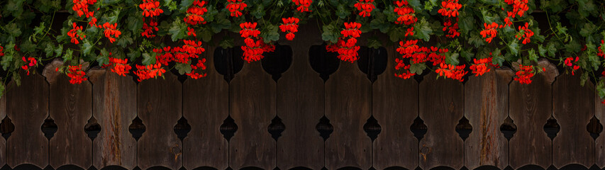 Red hanging geraniums ( Pelargonien ) on rustic brown old balcony railing made of wood in Alpenland...