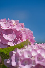 Pink hydrangea and blue sky
