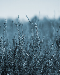 Obraz premium frost on grass