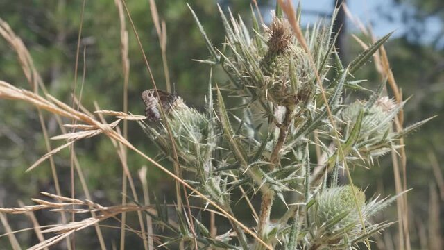 Close up of wild green milk thistle plant with butterflies fluttering around in the middle of the field