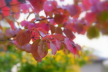 日本の秋　紅葉