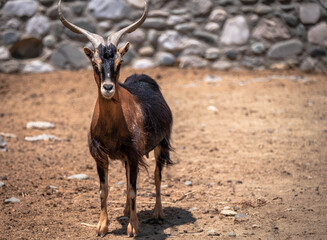 Goat staring at the camera. Greek wild goat. The domestic goat (Capra aegagrus hircus) is a subspecies of goat domesticated from the wild goat of southwest Asia and Eastern Europe.