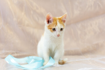white kitten with red spots . An enlightened, disarming look. Pink nose. The moustache sticks out....