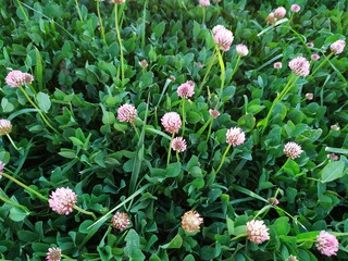 Beautiful alsike clover in a flower field. Trifolium hybridum in the garden