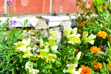 Yellow Snapdragon flowers and green bushes in the garden.