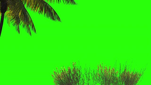 3d render design palm trees and grass on a green background. 
Green screen for keying and alpha channel
