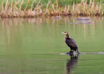 Grand cormoran