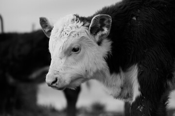 Portrait of a Hereford calf closeup in rustic black and white.