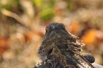 Bartagame in der Natur