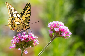 Machaon