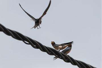 Hirondelle rustique © Marjolaine ANSELME