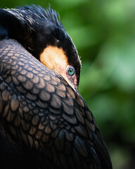 black crowned pigeon