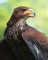 red tailed hawk