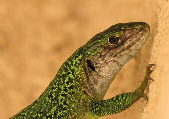 Lézard vert
