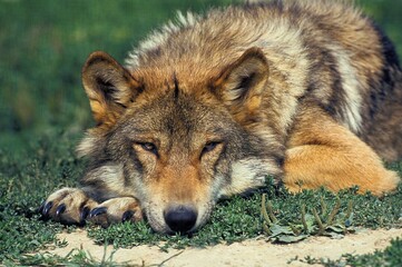 European Wolf, canis lupus, Adult laying down on Grass © slowmotiongli