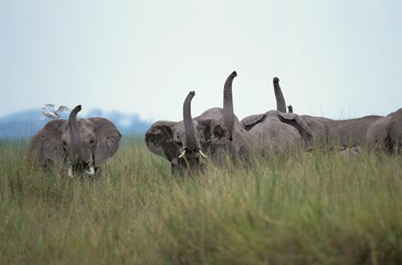 African Elephant, loxodonta africana, Adults nervous with Trunk raised, Masai Mara park in Kenya © slowmotiongli