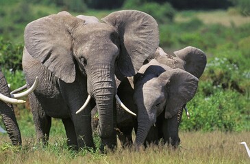 Fototapeta na wymiar African Elephant, loxodonta africana, Female with Calf, Masai Mara park in Kenya