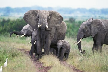 Naklejka na ściany i meble African Elephant, loxodonta africana, Female with Calf, Masai Mara park in Kenya