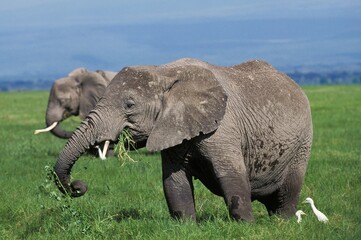 Naklejka na ściany i meble African Elephant, loxodonta africana, Female eating Grass, Masai Mara park in Kenya
