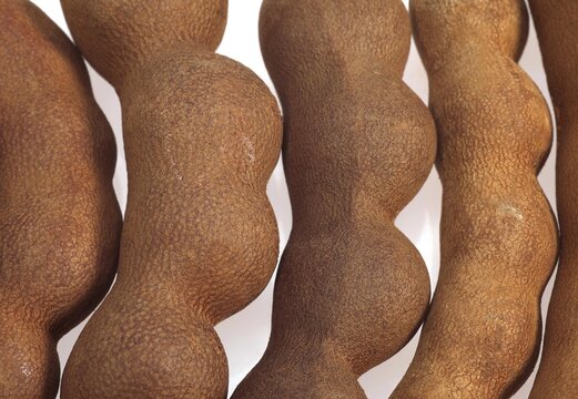 Tamarind, tamarindus indica, Fruit against White Background