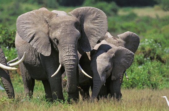 African Elephant, loxodonta africana, Female with Calf, Masai Mara park in Kenya