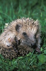 European Hedgehog, erinaceus europaeus, Adult standing on Grass, Normandy
