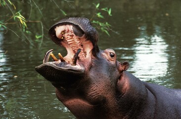 Hippopotamus, hippopotamus amphibius, Adult with open Mouth