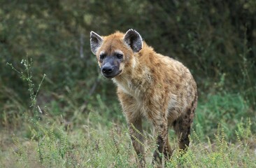 Spotted Hyena, crocuta crocuta, Adult standing on Grass, Masai Mara Park in Kenya