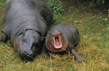 Pygmy Hippopotamus, choeropsis liberiensis, Female with Calf laying down