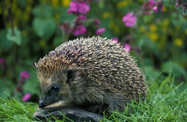 European Hedgehog, erinaceus europaeus, Adult with Flowers, Normandy © slowmotiongli