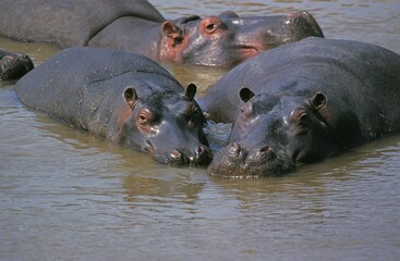 Hippopotamus, hippopotamus amphibius, Group standing in River, Kenya