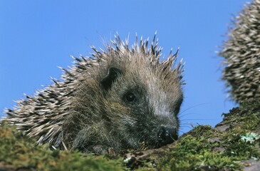 European Hedgehog, erinaceus europaeus, Adult against Blue Sky, Normandy