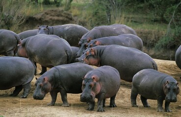 Hippopotamus, hippopotamus amphibius, Group near Mara river, Kenya