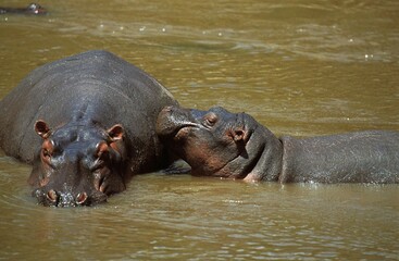 Hippopotamus, hippopotamus amphibius, Female with Calf standing in Mara river, Kenya
