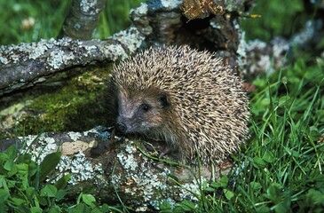 European Hedgehog, erinaceus europaeus, Adult, Normandy