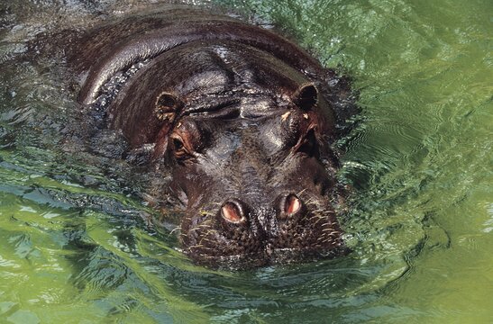 Hippopotamus, hippopotamus amphibius, Head of Adult emerging from Water