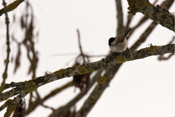 Mésange nonnette